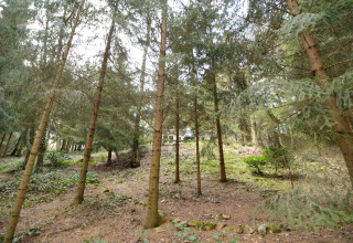 View through dense pine trees towards 'Forest House the Squirrel' lodge in Belgium, surrounded by forest.