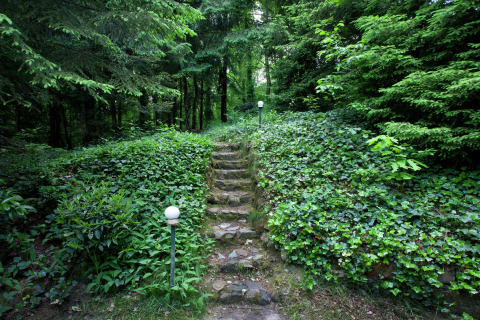 Stone steps leading through lush greenery at Forest House the Squirrel lodge in Belgium, surrounded by forest.