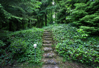 Stone steps leading through lush greenery at Forest House the Squirrel lodge in Belgium, surrounded by forest.
