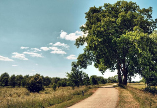 Foto di una tranquilla strada di campagna con grandi alberi verdi presso Forest House the Squirrel in Belgio.