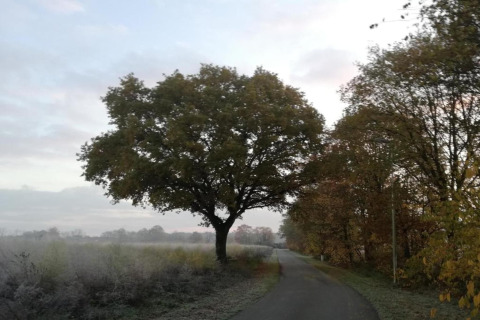 Una tranquilla strada di campagna tra alberi e brina vicino al lodge Forest House the Squirrel in Belgio.