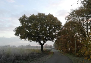 A quiet road curves past frosty grass and tall trees near Forest House the Squirrel lodge in Belgium.