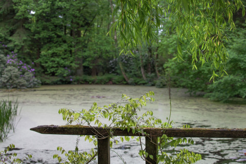 Vijver met groene, hangende takken en mosrijke leuning bij The Wijerschans, België.