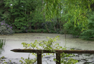 Vijver met groene, hangende takken en mosrijke leuning bij The Wijerschans, België.