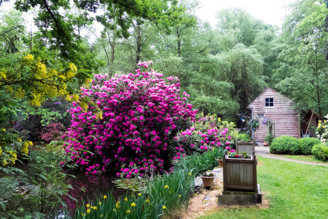 Idyllische tuin met kleurrijke bloemen, groene bomen en chalet bij The Wijerschans in België.