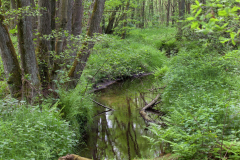 Afbeelding van een rustige bosbeek met veel groen nabij hut ‘The Wijerschans’ in België.