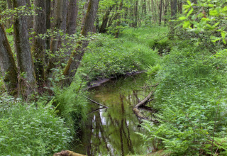 Afbeelding van een rustige bosbeek met veel groen nabij hut ‘The Wijerschans’ in België.