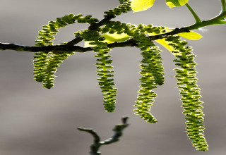Groene katjes aan een tak bij de hut ‘The Wijerschans’ in België, wazige achtergrond zichtbaar.