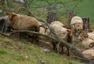 Sheep grazing on a grassy hill near a glamping site, surrounded by rustic wooden fences and trees.