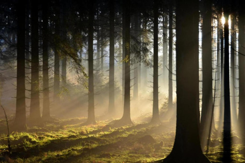 Sunlight streams through trees in a misty forest near Le Chalet Chaleureux A, Belgium, creating a tranquil scene.