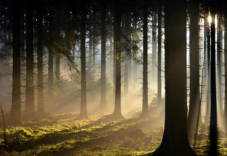 Sunlight streams through trees in a misty forest near Le Chalet Chaleureux A, Belgium, creating a tranquil scene.