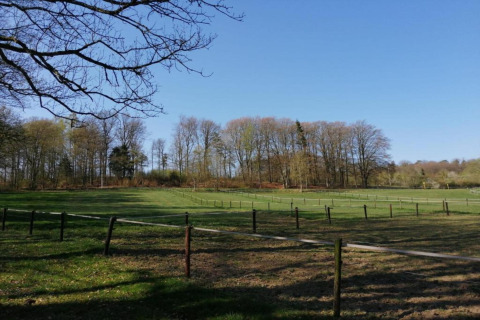 Green meadow with trees and fences beneath a clear blue sky at Le Chalet Chaleureux A in Belgium.