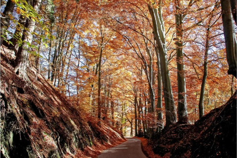 A peaceful pathway through wooded hills at Le Chalet Chaleureux A, Belgium, illuminated by autumn colors.