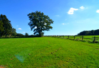 Champ vert paisible avec un arbre et une clôture sous un ciel bleu, photographié depuis un hébergement glamping.