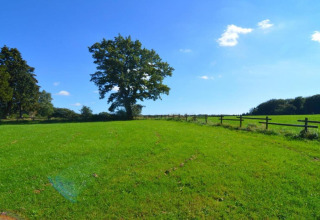 A peaceful green field with a single tree and fence under a clear blue sky at a glamping accommodation.