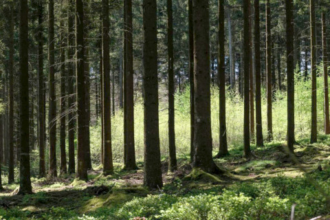 Lumière du soleil traversant de hauts arbres dans une forêt verdoyante proche d’un site de glamping.