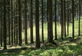 Sollys strømmer gennem de høje træer i en frodig grøn skov nær et glamping-sted om foråret.