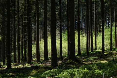 Zonnestralen schijnen door hoge bomen in een groen bos bij een glampingaccommodatie in het voorjaar.