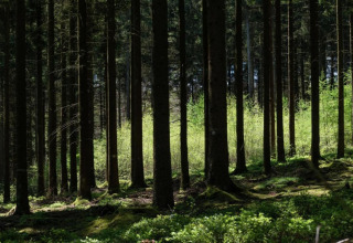 Sunlight filters through tall trees in a lush green forest at a glamping accommodation in springtime.