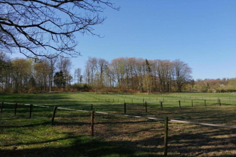 Grüne Wiese und Bäume unter klarem Himmel beim Le Chalet Chaleureux B in Belgien, ruhige Naturansicht.