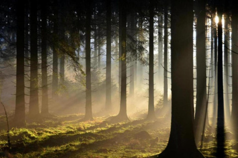 Sonnenstrahlen durchdringen den Wald bei der Lodge Le Chalet Chaleureux B in Belgien am frühen Morgen.