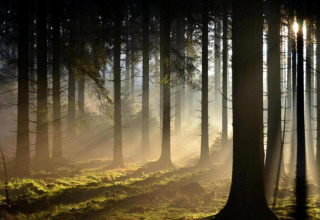 Sonnenstrahlen durchdringen den Wald bei der Lodge Le Chalet Chaleureux B in Belgien am frühen Morgen.