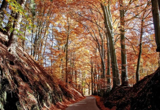 Herbstlicher Waldweg mit buntem Laub und hohen Bäumen bei Le Chalet Chaleureux B, Belgien.