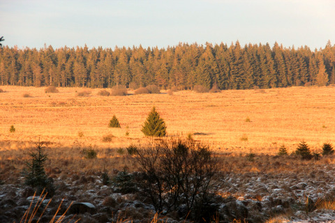 Vista panoramica dal chalet La Cabane in Belgio con prati dorati e una fitta foresta al sole.
