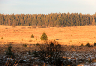 Vista panoramica dal chalet La Cabane in Belgio con prati dorati e una fitta foresta al sole.
