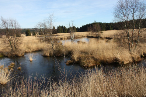 Uitzicht op een moerassig landschap met bomen en water bij chalet La Cabane in België, heldere lucht.