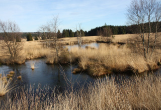 Uitzicht op een moerassig landschap met bomen en water bij chalet La Cabane in België, heldere lucht.