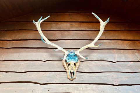 Decoratief hertengewei met blauwe accenten aan een houten wand in chalet La Cabane in België.