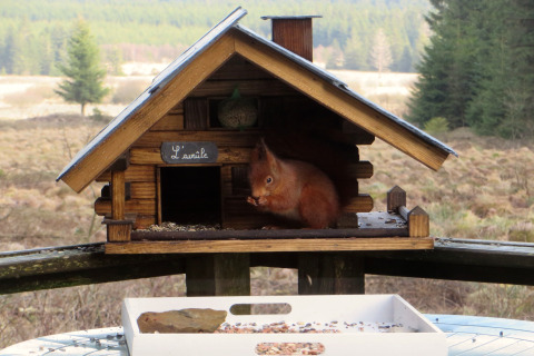 Uno scoiattolo siede in una piccola casa di legno chiamata 'L'écureuil' a 'La Cabane' in Belgio, vicino alla foresta.