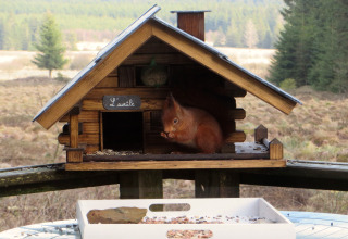 Uno scoiattolo siede in una piccola casa di legno chiamata 'L'écureuil' a 'La Cabane' in Belgio, vicino alla foresta.
