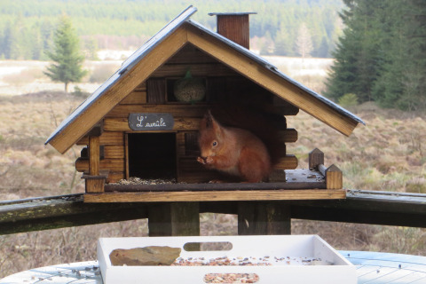 Een eekhoorn zit in een houten huisje met het bordje 'L'écureuil' bij 'La Cabane' in België, bosrijke omgeving.