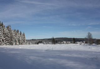 Met sneeuw bedekte weide en dennen bij chalet La Cabane in België, onder een heldere winterlucht.