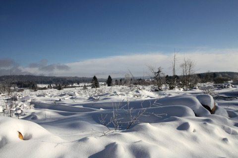 Paesaggio innevato con alberi vicino allo chalet La Cabane in Belgio, sotto un cielo invernale sereno.