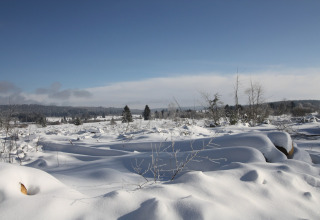 Sneeuwlandschap met bomen bij chalet La Cabane in België, onder een heldere blauwe winterlucht.