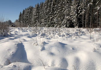 Snedækket landskab ved La Cabane i Belgien med snetunge træer og en hytte under en klar blå himmel.