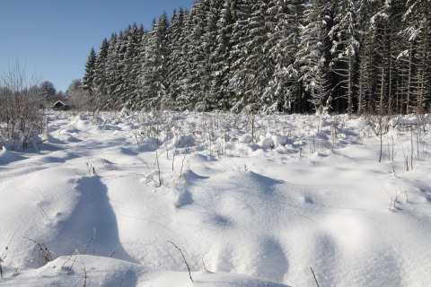Sneeuwlandschap bij chalet La Cabane in België, met bos en hut onder een helderblauwe winterlucht.