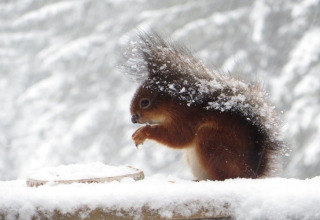 Een met sneeuw bedekte eekhoorn eet op een besneeuwd oppervlak bij chalet La Cabane in België.
