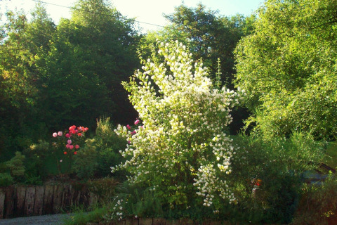 Blühender Garten beim Chalet „Les Muguets“ in Belgien mit weißen und rosa Blumen unter grünen Bäumen.
