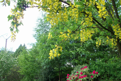 Blühender gelber Baum und grüner Garten beim Chalet 'Les Muguets' in Belgien an einem Frühlingstag.