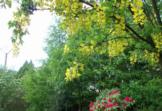 Blühender gelber Baum und grüner Garten beim Chalet 'Les Muguets' in Belgien an einem Frühlingstag.