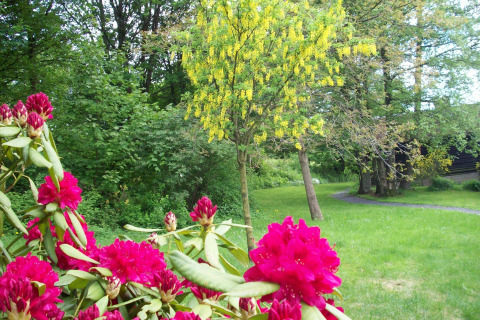 Garten des Chalets 'Les Muguets' in Belgien mit pinken Blumen und einem gelbblühenden Baum im Frühling.