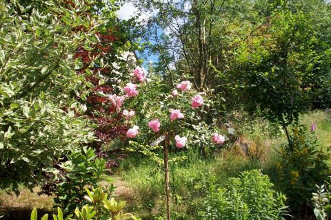 Foto eines Gartens bei Chalet Les Muguets in Belgien mit rosa blühenden Rosen und grünem Laub.