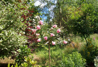 Foto eines Gartens bei Chalet Les Muguets in Belgien mit rosa blühenden Rosen und grünem Laub.