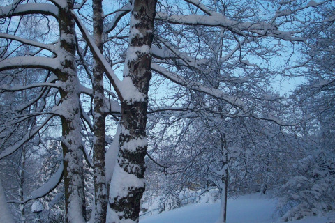 Winterlandschaft beim Chalet 'Les Muguets' in Belgien, verschneite Bäume vor blauem Himmel.
