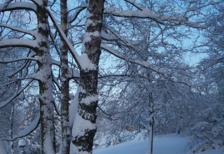 Winterlandschaft beim Chalet 'Les Muguets' in Belgien, verschneite Bäume vor blauem Himmel.