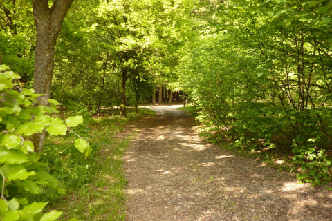 Sentiero nel bosco vicino al lodge Manonfa in Belgio, circondato da alberi verdi e luce solare.